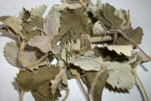 Сухие листья земляники