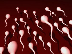 сперматезоиды